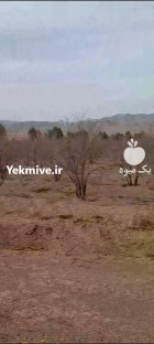 آگهی مشابه تعداد زیادی درخت انار برای برش در اصفهان در گروه خرید و فروش چوب درخت در یکمیوه