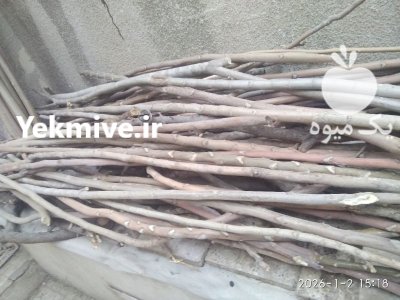 چوب خورده چوب در قزوین در گروه خرید و فروش انواع چوب در یکمیوه -عکس1