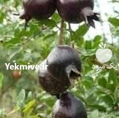 نهال انار پوست سیاه شکر زودرس در بهشهر در گروه خرید و فروش نهال انار در یکمیوه -عکس1