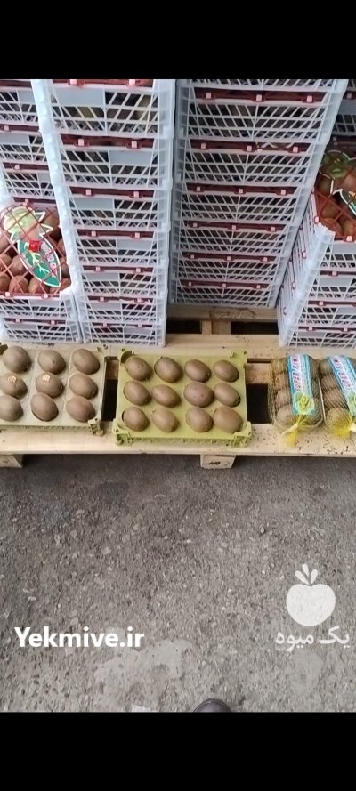 فروش کیوی هایوارد طلایی صادراتی در هشتپر در گروه خرید و فروش کیوی در یکمیوه -عکس1