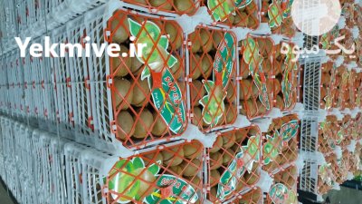 فروش کیوی هایوارد طلایی صادراتی در هشتپر در گروه خرید و فروش کیوی در یکمیوه -عکس2