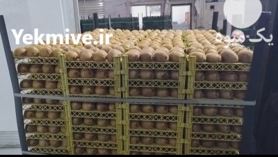 فروش کیوی هایوارد طلایی صادراتی در هشتپر در گروه خرید و فروش کیوی در یکمیوه -عکس3