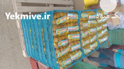 فروش کیوی هایوارد طلایی صادراتی در هشتپر در گروه خرید و فروش کیوی در یکمیوه -عکس4