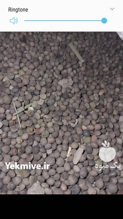 فروش گاودانه در ملایر در گروه خرید و فروش غلات و حبوبات در یکمیوه -عکس2