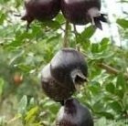 نهال انار پوست سیاه شکر زودرس در بهشهر در گروه خرید و فروش نهال انار در یکمیوه