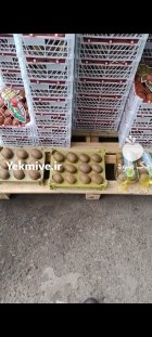 فروش کیوی هایوارد طلایی صادراتی در هشتپر در گروه خرید و فروش کیوی در یکمیوه