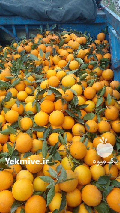 فروش پرتغال تامسون و محلی در عباس آباد در گروه خرید و فروش پرتقال در یکمیوه -عکس1