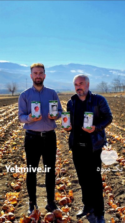 بذر پیاز زرگان شرکت گل بذر در زنجان در گروه خرید و فروش بذر پیاز در یکمیوه -عکس3