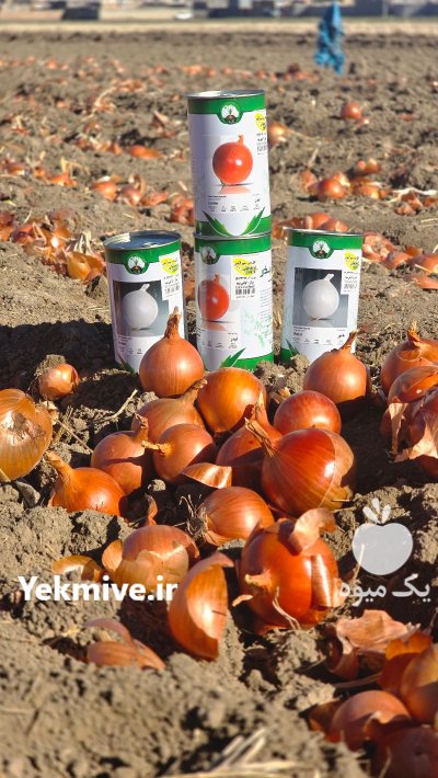 بذر پیاز زرگان شرکت گل بذر در زنجان در گروه خرید و فروش بذر پیاز در یکمیوه -عکس1