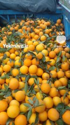 فروش پرتغال تامسون و محلی در عباس آباد در گروه خرید و فروش پرتقال در یکمیوه