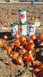 بذر پیاز زرگان شرکت گل بذر در زنجان در گروه خرید و فروش بذر پیاز در یکمیوه