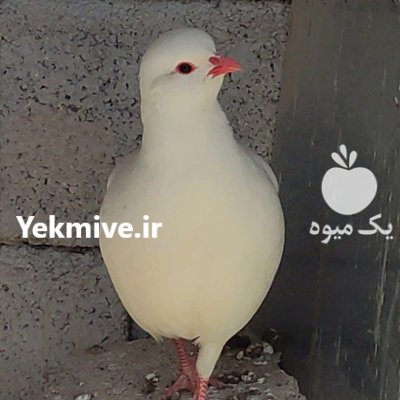 تولید فروش کبک سفید در رباط در رباط کریم در گروه خرید و فروش انواع پرنده در یکمیوه -عکس1