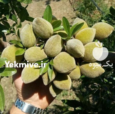 فروش ویژه نهال بادام تونو در کبودرآهنگ در گروه خرید و فروش نهال بادام در یکمیوه -عکس1