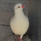 تولید فروش کبک سفید در رباط در رباط کریم در گروه خرید و فروش انواع پرنده در یکمیوه