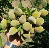 فروش ویژه نهال بادام تونو در کبودرآهنگ در گروه خرید و فروش نهال بادام در یکمیوه