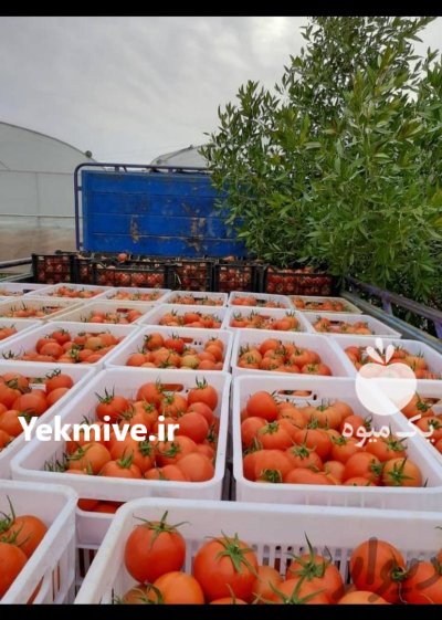 سبد 20 کیلویی پرتقال سبد حمال در پاکدشت در گروه خرید و فروش انواع سبد در یکمیوه -عکس3