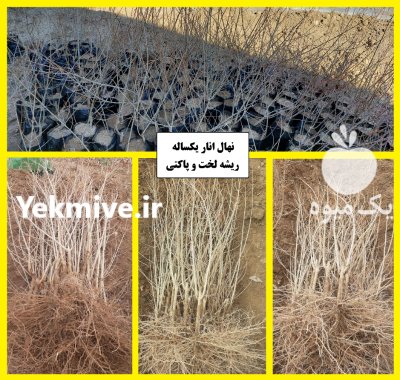 فروش نهال انار دانه سیاه شهرضا در اصفهان در گروه خرید و فروش نهال انار در یکمیوه -عکس1