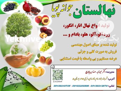 فروش نهال انار دانه سیاه شهرضا در اصفهان در گروه خرید و فروش نهال انار در یکمیوه -عکس3