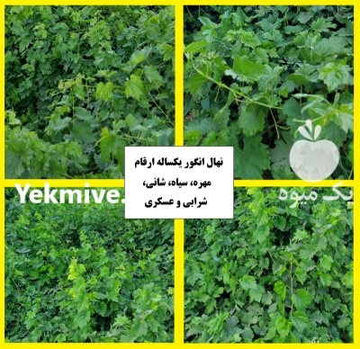 فروش نهال آلو زردآلو هلو شلیل در شهرضا در گروه خرید و فروش نهال میوه در یکمیوه -عکس1