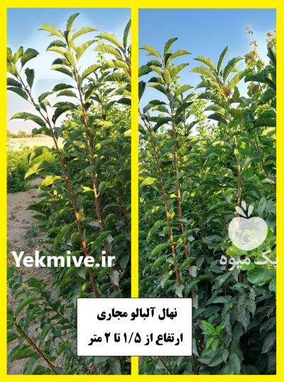 فروش نهال آلو زردآلو هلو شلیل در شهرضا در گروه خرید و فروش نهال میوه در یکمیوه -عکس2