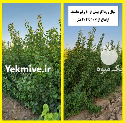 فروش نهال آلو زردآلو هلو شلیل در شهرضا در گروه خرید و فروش نهال میوه در یکمیوه -عکس3