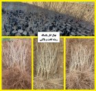 فروش نهال انار دانه سیاه شهرضا در اصفهان در گروه خرید و فروش نهال انار در یکمیوه