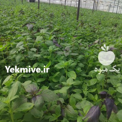 سفارشات انواع محصولات کشاورزی در اهواز در گروه خرید و فروش انواع سبزی ها در یکمیوه -عکس2