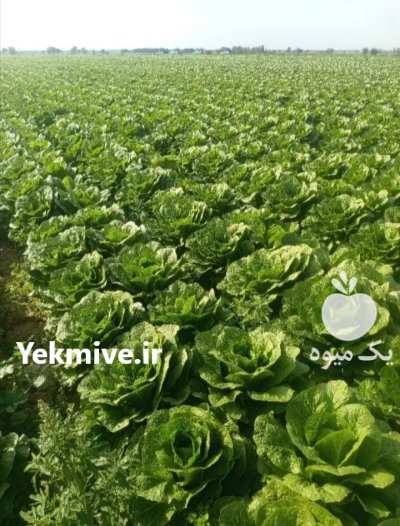 سفارشات انواع محصولات کشاورزی در اهواز در گروه خرید و فروش انواع سبزی ها در یکمیوه -عکس1