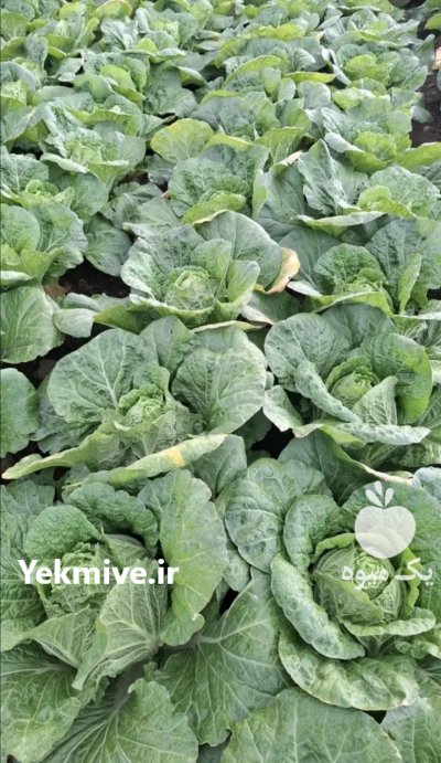 سفارشات انواع محصولات کشاورزی در اهواز در گروه خرید و فروش انواع سبزی ها در یکمیوه -عکس4