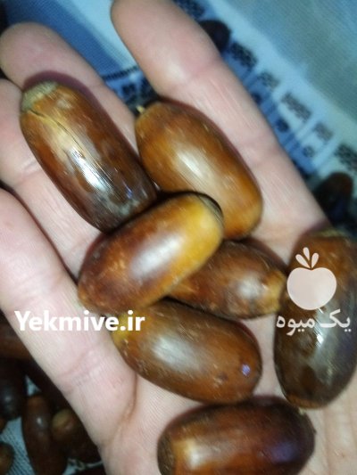 بلوط جنگلی تازه در املش در گیلان در گروه خرید و فروش میوه استوایی در یکمیوه -عکس2
