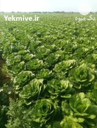 فروش انواع محصولات کشاورزی در اصفهان در گروه خرید و فروش انواع سبزی ها در یکمیوه