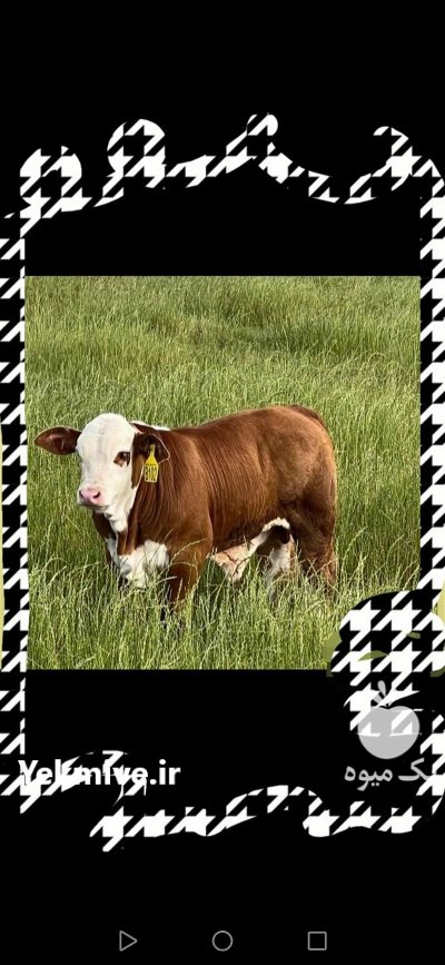 دام سبک و سنگین تعداد در تهران در گروه خرید و فروش دام سبک در یکمیوه -عکس1