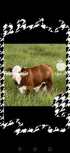 دام سبک و سنگین تعداد در تهران در گروه خرید و فروش دام سبک در یکمیوه