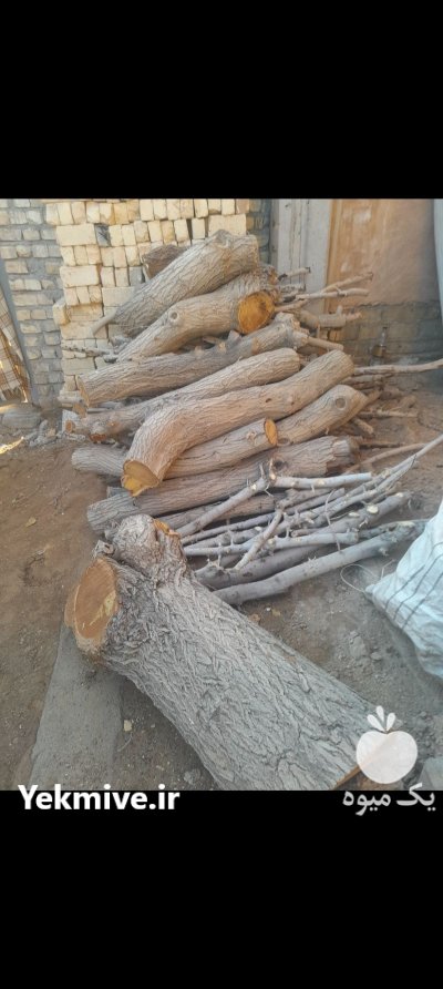 چوب انجیر و توت در خمینی شهر در گروه خرید و فروش انواع چوب در یکمیوه -عکس3