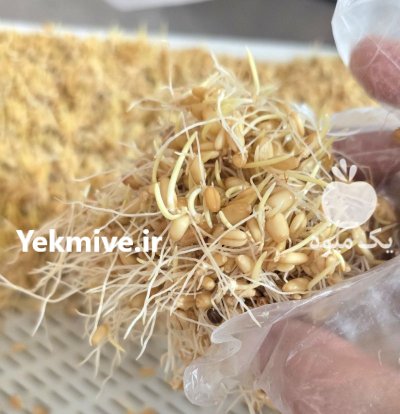 تولید عمده با کیفیت جوانه گندم در اصفهان در گروه انواع محصولات غذایی در یکمیوه -عکس4