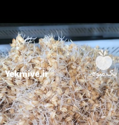 تولید عمده با کیفیت جوانه گندم در اصفهان در گروه انواع محصولات غذایی در یکمیوه -عکس1