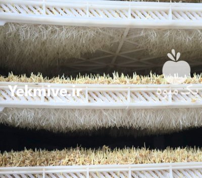 تولید عمده با کیفیت جوانه گندم در اصفهان در گروه انواع محصولات غذایی در یکمیوه -عکس2