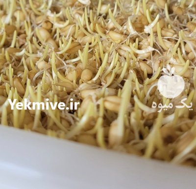 تولید عمده با کیفیت جوانه گندم در اصفهان در گروه انواع محصولات غذایی در یکمیوه -عکس3