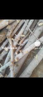 چوب انجیر و توت در خمینی شهر در گروه خرید و فروش انواع چوب در یکمیوه