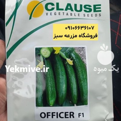 تضمین پرسودترین محصول با بذر خیار در اصفهان در گروه خرید و فروش بذر خیار در یکمیوه -عکس1