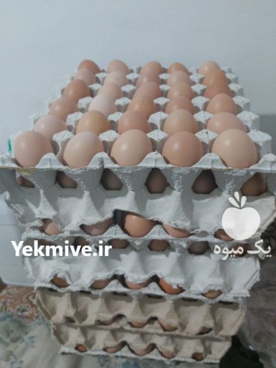 تخم مرغ بومی در اصفهان در گروه انواع تخم ها در یکمیوه -عکس1