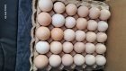 تخم مرغ دوزرده بومی در اصفهان در گروه انواع تخم ها در یکمیوه