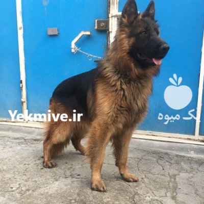 ژرمن شولاین انتخابی لوکس برای افراده در کرج در گروه سگ و گربه در یکمیوه -عکس1