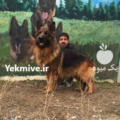 ژرمن شولاین انتخابی لوکس برای افراده در کرج در گروه سگ و گربه در یکمیوه -عکس2