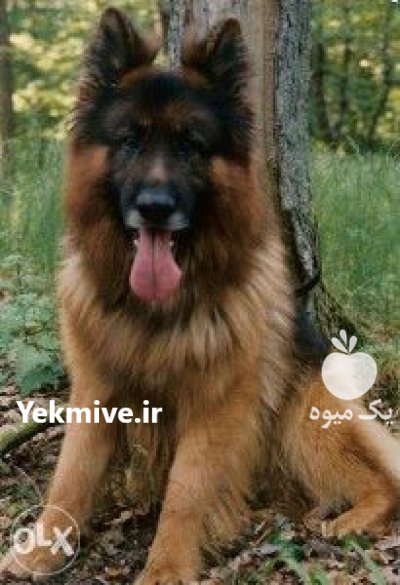 ژرمن شولاین انتخابی لوکس برای افراده در کرج در گروه سگ و گربه در یکمیوه -عکس3