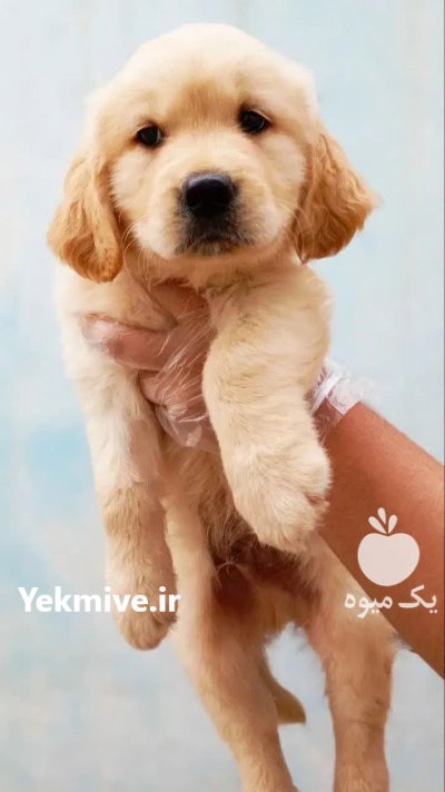 فروش سگ گلدن رتریور اصیل همراهی در تهران در گروه سگ و گربه در یکمیوه -عکس1
