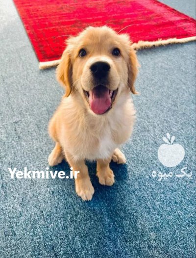 فروش سگ گلدن رتریور اصیل همراهی در تهران در گروه سگ و گربه در یکمیوه -عکس2