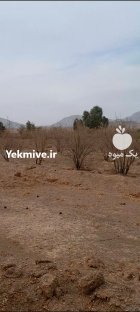 فروش 3000 درخت انار در شاهین شهر در گروه خرید و فروش چوب درخت در یکمیوه