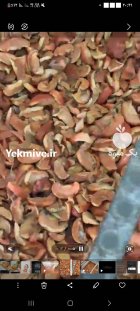 سیب خشک زیر درختی در تبریز در گروه خرید و فروش سیب در یکمیوه