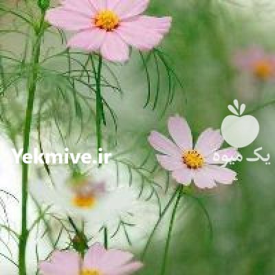 اجاره باغ و باغچه پذیرفته میشود در چهارباغ در گروه اجاره باغ میوه در یکمیوه -عکس1